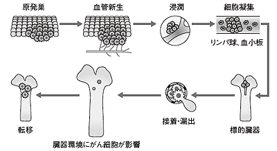 図1 腫瘍の成長と骨転移のプロセス