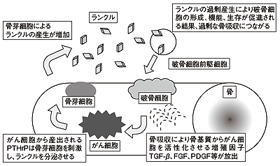 図4 骨破壊の循環メカニズム