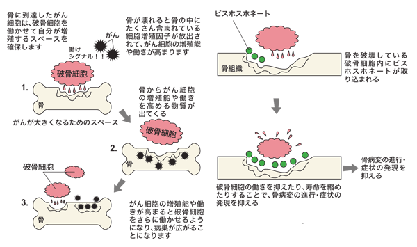 図：ビスホスホネートが骨を壊す働きを止める仕組み