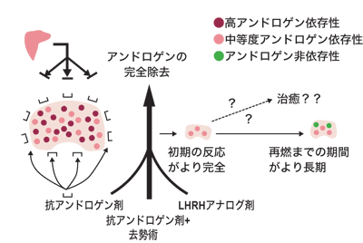 図：環境適応モデル－アンドロゲンの完全除去－(Labrieの仮説)