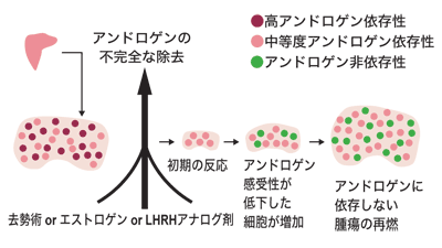 図：環境適応モデル－アンドロゲンの不完全除去－(Labrieの仮説)