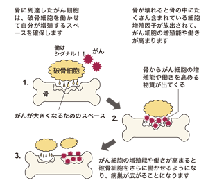 図:がん細胞が骨に住みつくしくみ