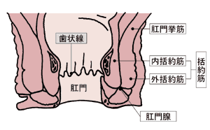図2肛門の構造