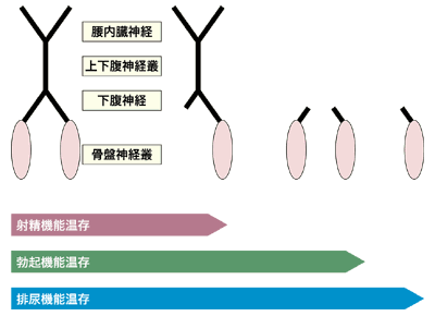 図：自律神経温存手術と温存機能