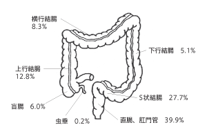 図：大腸の仕組みと部位別発生率