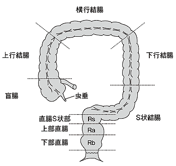 大腸の構造