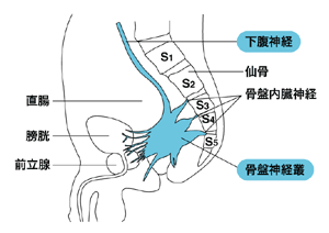 図：直腸周囲の神経の分布と各種機能との関係