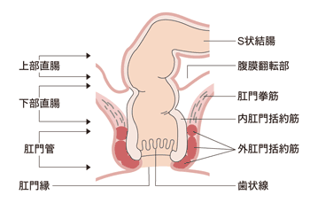 図：直腸と肛門