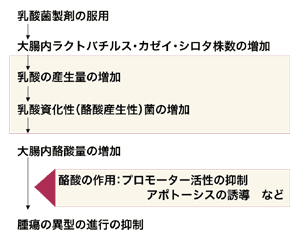 図：乳酸菌の腫瘍に与える効果