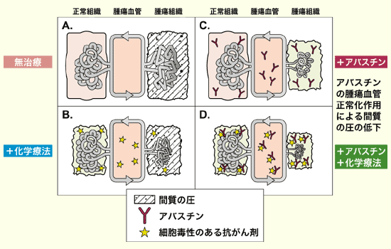 図：アバスチンと化学療法の併用による相乗効果のメカニズム