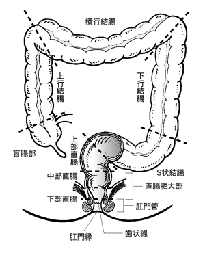 図：大腸の構造