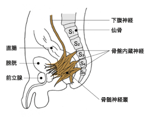 図：骨盤内での骨盤神経叢の場所