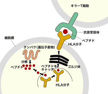 図：がん抗原を提示する仕組みとそれを攻撃するキラーT細胞