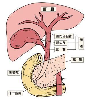 図：肝臓・胆道・膵臓の形と位置