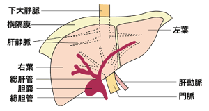 図1　肝臓と胆道の図