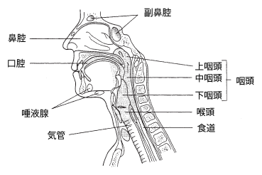 頭頸部がんの種類と位置