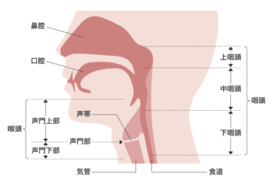 図：咽頭・喉頭の位置