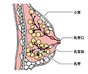 図：乳腺の組織