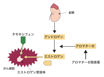 図:タモキシフェンおよびアロマターゼ阻害剤によるホルモン療法