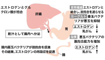 図4　食物繊維が乳がんを減少させる？　仮説メカニズム
