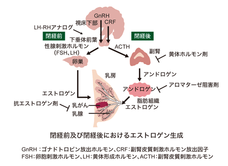 図1 閉経前・後のエストロゲンの分泌の違いとホルモン療法剤の作用