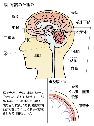 脳・脊髄の仕組み
