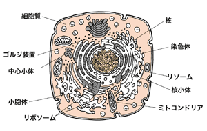 図1 細胞