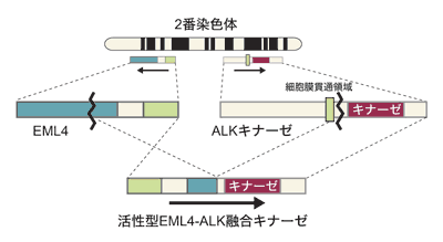 図：EML4-ALK遺伝子の産生