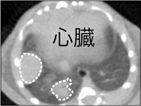 溶媒投与前