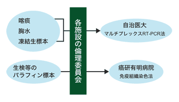 図：EML4-ALK陽性肺がんの診断法（ALK肺がん研究会から）
