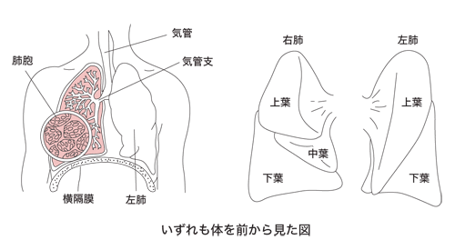 図：肺の構造