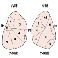図：肺の区域を表した図