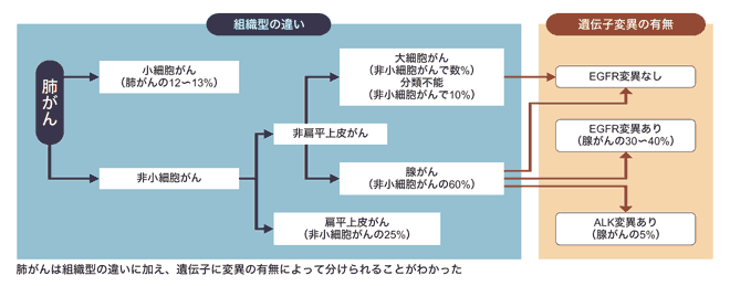 図：組織型・遺伝子変異の有無で分けられる肺がん