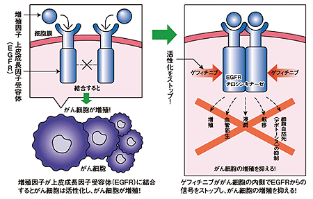 図4 ゲフィチニブの作用機序