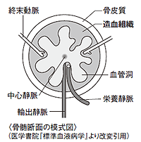 骨髄の断面