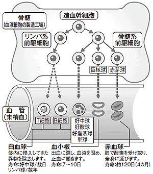 造血幹細胞の分化の仕組み