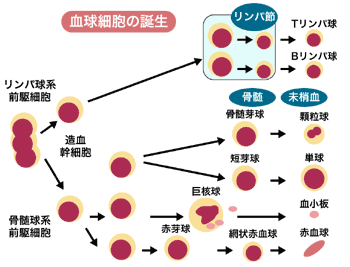 図1　血球細胞の分化