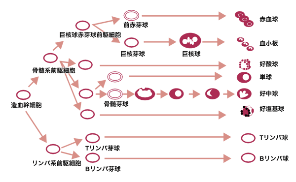 図：正常造血の分化