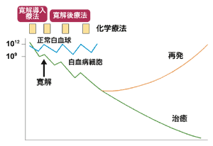 図：急性白血病の化学療法の考え方