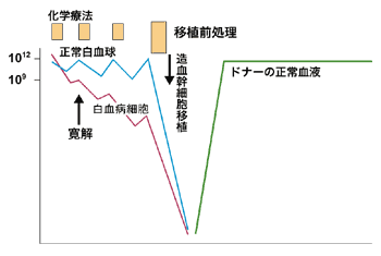 図：急性白血病に対する造血幹細胞移植の考え方