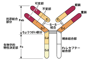 図：免疫グロブリンの分子構造