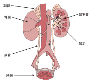 図：泌尿器の臓器