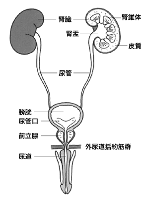 図：尿の通り道の臓器