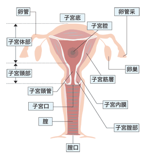 図：内性器のしくみ