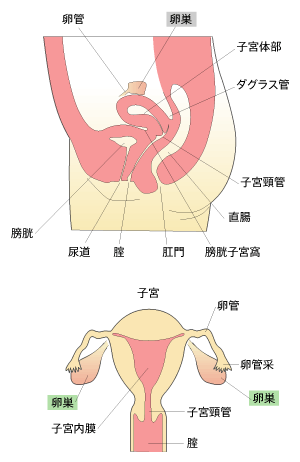 女性骨盤内部と卵巣の構造