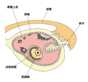 図：卵巣の構造