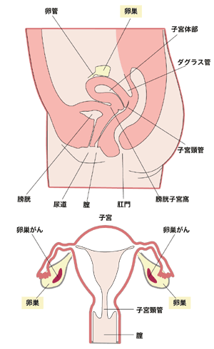図：女性骨盤内部と子宮付近