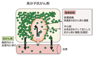 図:高分子抗がん剤の場合
