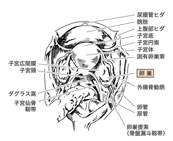 図：骨盤内の解剖図