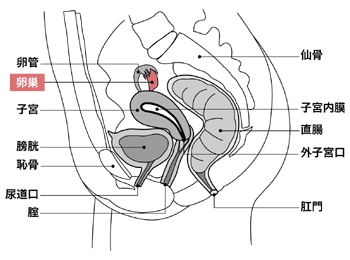 図：卵巣の位置